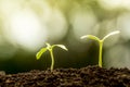 Young plant growing in soil Royalty Free Stock Photo