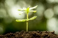 Young plant growing in soil Royalty Free Stock Photo