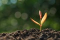 young plant growing on soil with green nature background. concept eco earth day Royalty Free Stock Photo