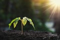 young plant growing on soil and morning light Royalty Free Stock Photo