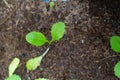 Young plant growing in soil