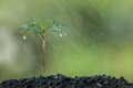 Young plant growing in soil and water drop on it Royalty Free Stock Photo