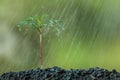 Young plant growing in soil and water drop on it Royalty Free Stock Photo