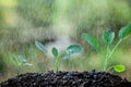 Young plant growing in soil and water drop on it Royalty Free Stock Photo