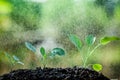 Young plant growing in soil and water drop on it Royalty Free Stock Photo