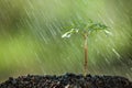 Young plant growing in soil and water drop on it Royalty Free Stock Photo