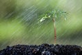 Young plant growing in soil and water drop on it Royalty Free Stock Photo