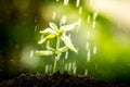 Young plant growing in soil on water drop Royalty Free Stock Photo