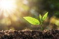 young plant growing with sun light Royalty Free Stock Photo