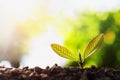 young plant growing with sun light Royalty Free Stock Photo