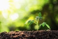 young plant growing with sun light Royalty Free Stock Photo