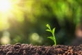 young plant growing with sun light Royalty Free Stock Photo