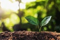 young plant growing with sun light Royalty Free Stock Photo