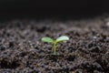 Scientist assessing the quality of the soil. The concept