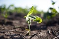 Young green Plant Growing In Sunlight.selective focus Royalty Free Stock Photo