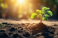 Young Plant Growing in Sunlight: A Small Sprout Emerging from the Ground. Royalty Free Stock Photo