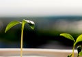 Young Plant Growing In Sunlight, Growing Sprout - Beginning Of A New Life. The Sapling are growing from the soil with Royalty Free Stock Photo