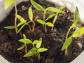 Young Plant Growing In Sunlight, Growing Sprout - Beginning Of A New Life. The Sapling are growing from the soil with Royalty Free Stock Photo