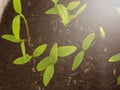 Young Plant Growing In Sunlight, Growing Sprout - Beginning Of A New Life. The Sapling are growing from the soil with Royalty Free Stock Photo