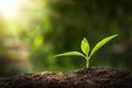 young plant growing with sunshine Royalty Free Stock Photo