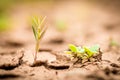 Young plant growing up on crack earth