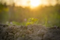 Young plant growing up on crack earth, theme green grass rising on cracked ground Royalty Free Stock Photo