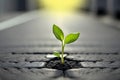 A young plant grows on asphalt on a sidewalk in the city