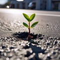 A young plant grows on asphalt on a sidewalk in the city Royalty Free Stock Photo