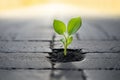 A young plant grows on asphalt on a sidewalk in the city