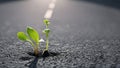 A young plant grows on asphalt on a sidewalk in the city