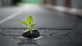 A young plant grows on asphalt on a sidewalk in the city