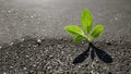 A young plant grows on dried soil. Close-up illustration