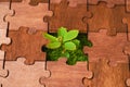 Young plant grows through a jigsaw puzzle Royalty Free Stock Photo