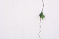 Young plant growth on the crack wall