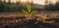 young plant growth on soil, outdoor natural light, represents new life. soil nurtures green sprout, backdrop of sunset Royalty Free Stock Photo