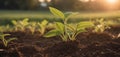 young plant growth on soil, outdoor natural light, represents new life. soil nurtures green sprout, backdrop of sunset Royalty Free Stock Photo