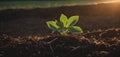 young plant growth on soil, outdoor natural light, represents new life. soil nurtures green sprout, backdrop of sunset Royalty Free Stock Photo