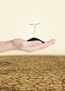 Young plant in hand over Land Royalty Free Stock Photo