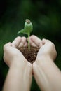 Young plant in hands