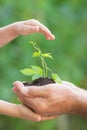 Young plant in hands against green background Royalty Free Stock Photo