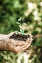 Young plant in hands against green spring background Royalty Free Stock Photo