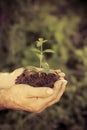 Young plant in hands against green spring background Royalty Free Stock Photo