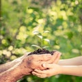 Young plant in hands against green spring background Royalty Free Stock Photo