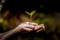 Young plant held protectively in hands