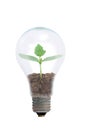 Young plant in a light bulb Royalty Free Stock Photo