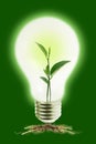 Young plant in light bulb