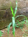 A YOUNG PLANT MAIZE