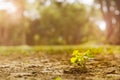 Young plant in the morning sun light Royalty Free Stock Photo