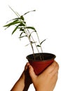 Young plant of Moso Bamboo Phyllostachys edulis in small plastic flowerpot, held in little girl hands Royalty Free Stock Photo