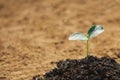 young plant new life growing in garden Royalty Free Stock Photo